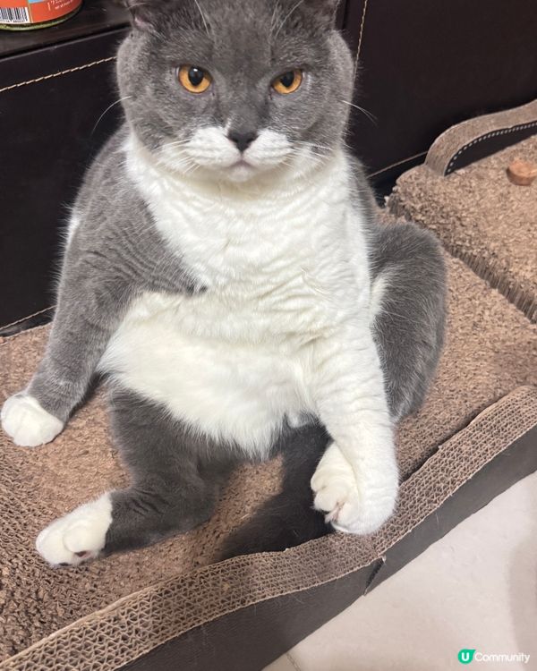 喂呀⋯做乜坐得咁麻甩㗎？😲😲😲