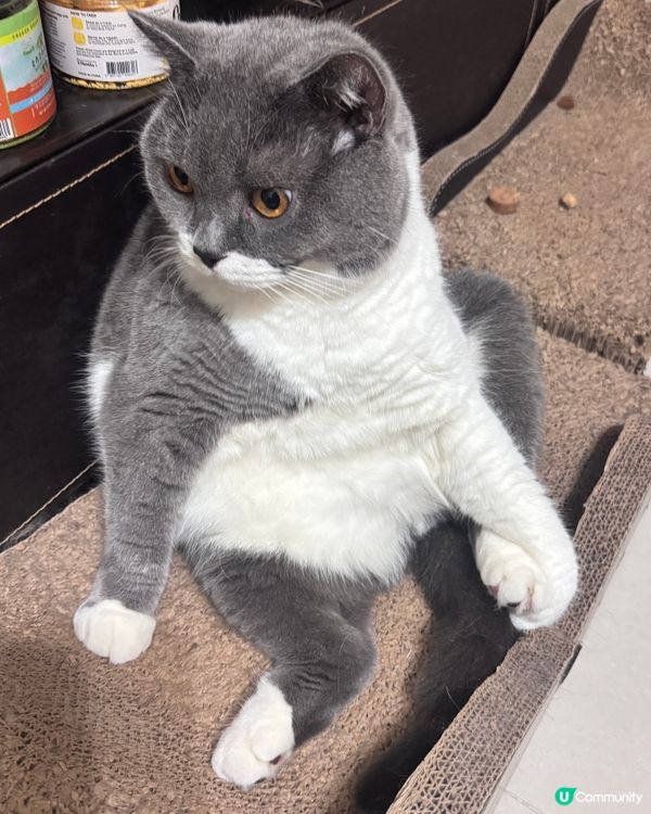 喂呀⋯做乜坐得咁麻甩㗎？😲😲😲