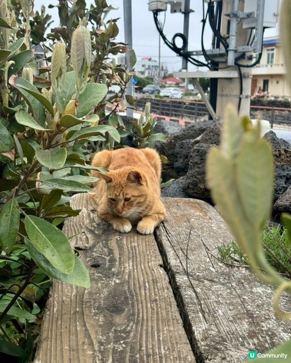 🇰🇷韓國濟州島海邊隱世Café推薦💯必食紅蘿蔔蛋糕‼️