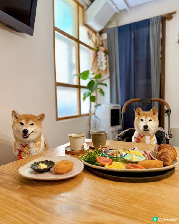 / 帶毛孩吃日式料理 \