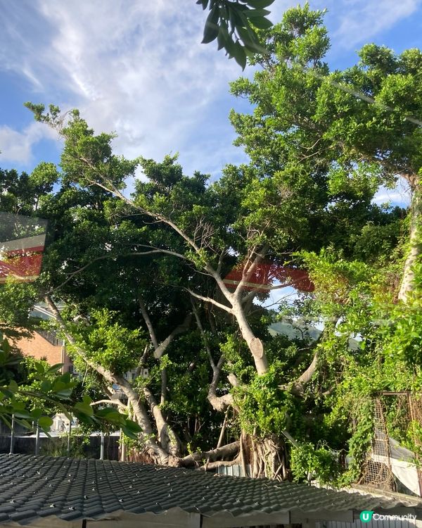 錦上路寫意的日子