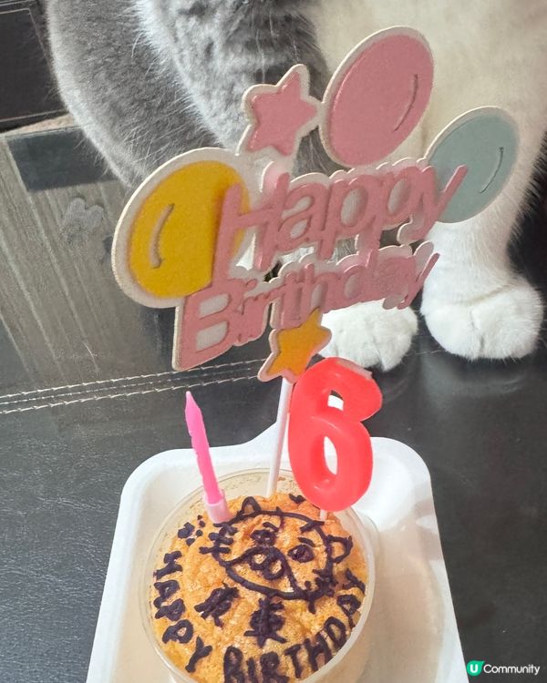 ❤️寵物布丁燒❤️