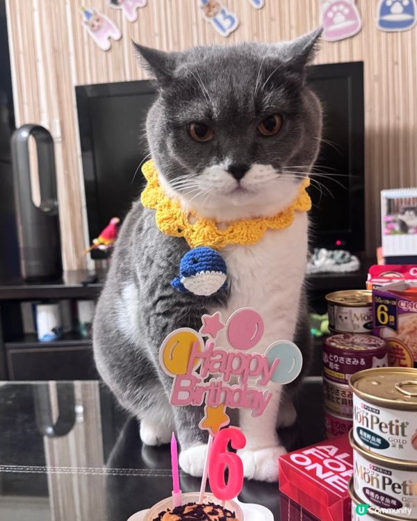 ❤️寵物布丁燒❤️