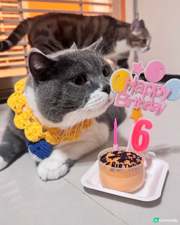 ❤️寵物布丁燒❤️