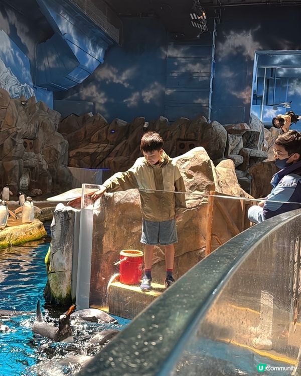 【 化身小小雀鳥專家 過一個精彩難忘暑假 】