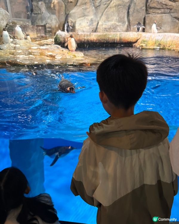 【 化身小小雀鳥專家 過一個精彩難忘暑假 】