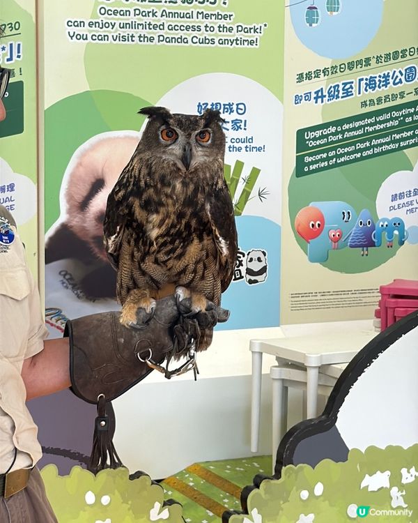 【 化身小小雀鳥專家 過一個精彩難忘暑假 】