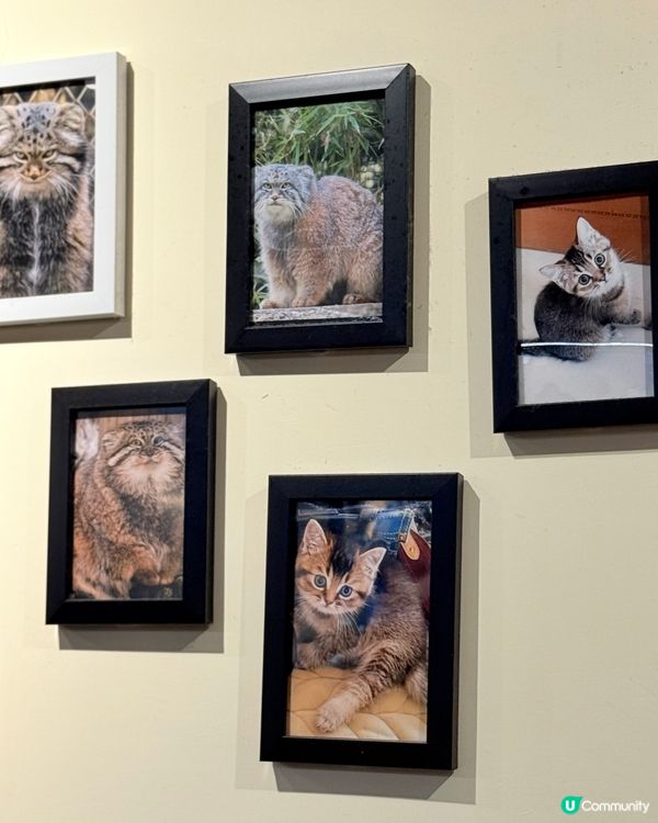 牛頭角雞白湯拉麵🤤！11小時熬煮超濃郁！🍜