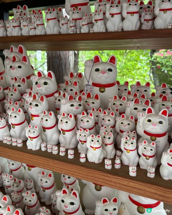［東京免費景點］豪德寺招福貓朝聖之旅！治癒心靈！