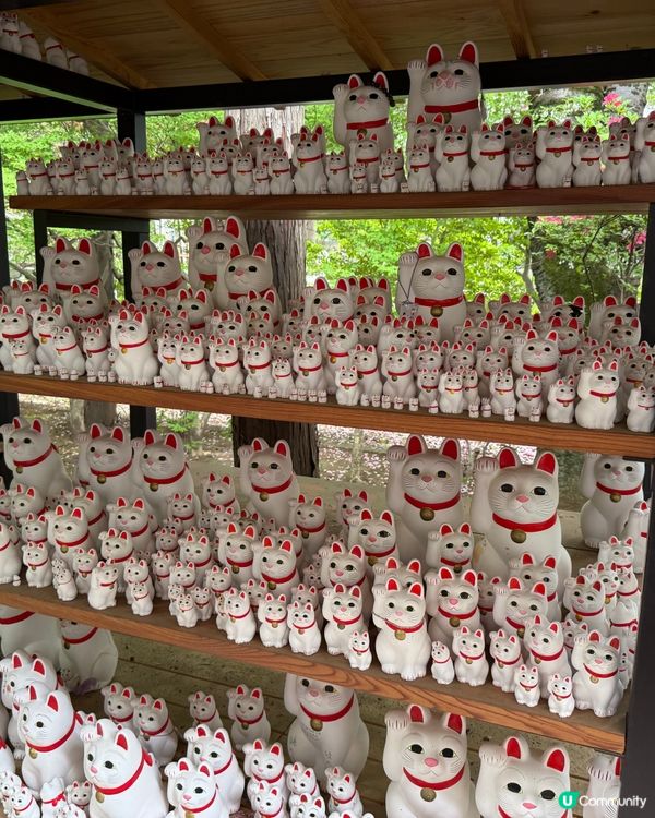 ［東京免費景點］豪德寺招福貓朝聖之旅！治癒心靈！