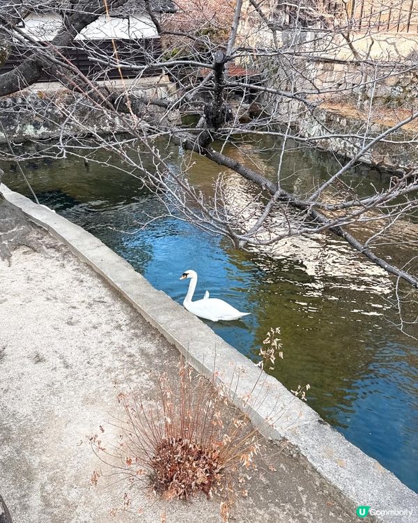 漫遊古色古香倉敷美觀