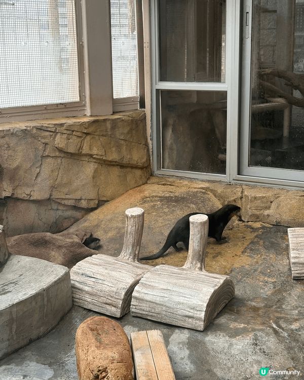 動植物公園加入咗新成員 當然要嚟睇吓啦 好可愛啊佢哋