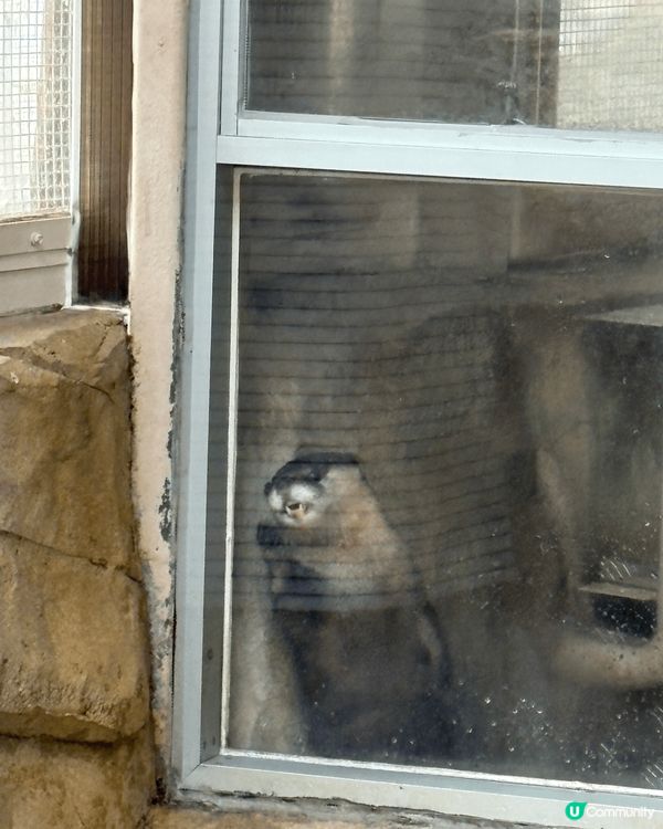 動植物公園加入咗新成員 當然要嚟睇吓啦 好可愛啊佢哋