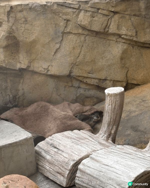 動植物公園加入咗新成員 當然要嚟睇吓啦 好可愛啊佢哋