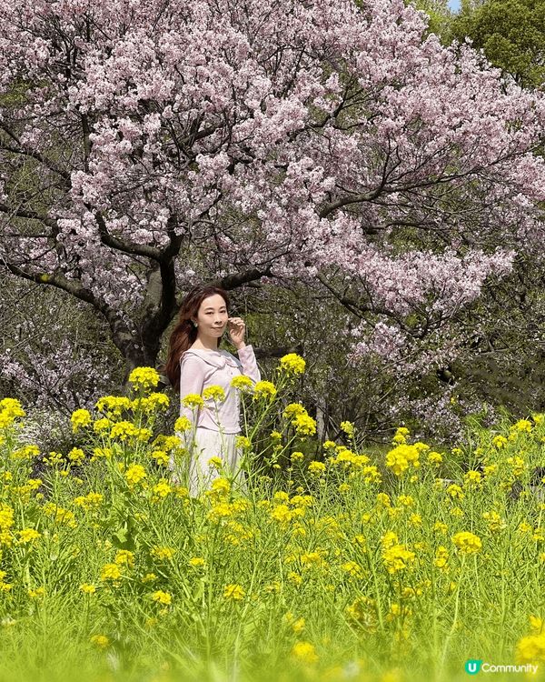 東京的櫻花實在太靚了，真係一個打卡嘅好地方