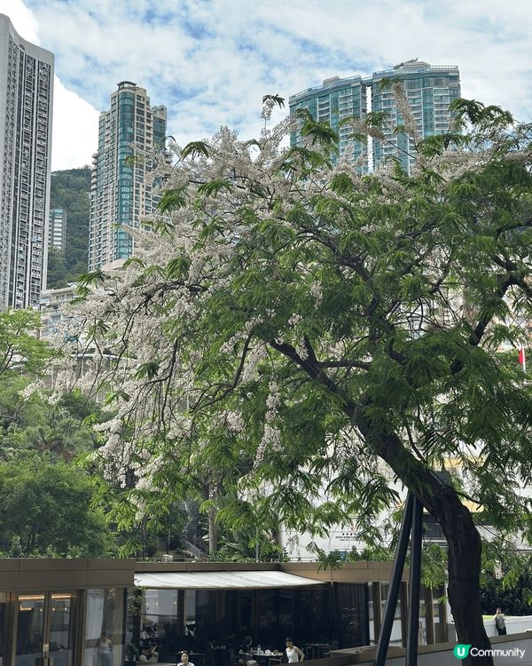 在香港美利酒店外，每逢五月初就會一棵開著粉紅色花朵的古樹- ...