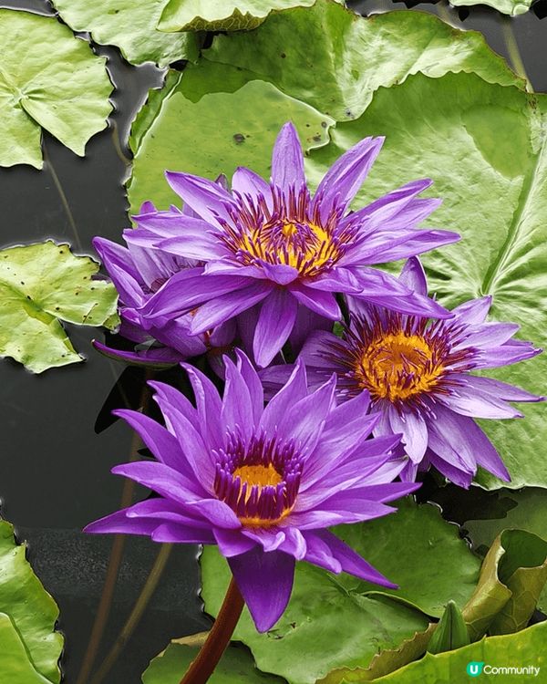 志蓮淨苑是個九龍區的好去處，平日去環境清幽，裡面有不同的植物...