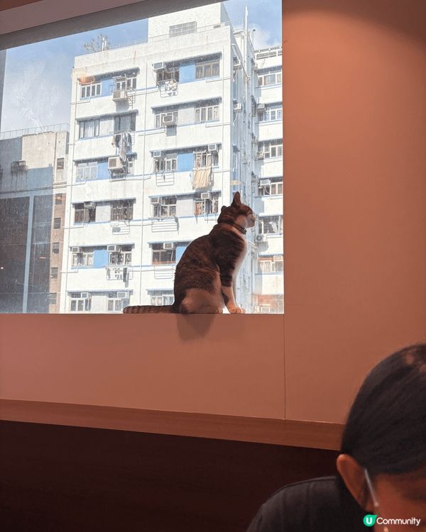 **放鬆心情**：貓咪通常性格溫和，與牠們互動可以帶來放鬆和...