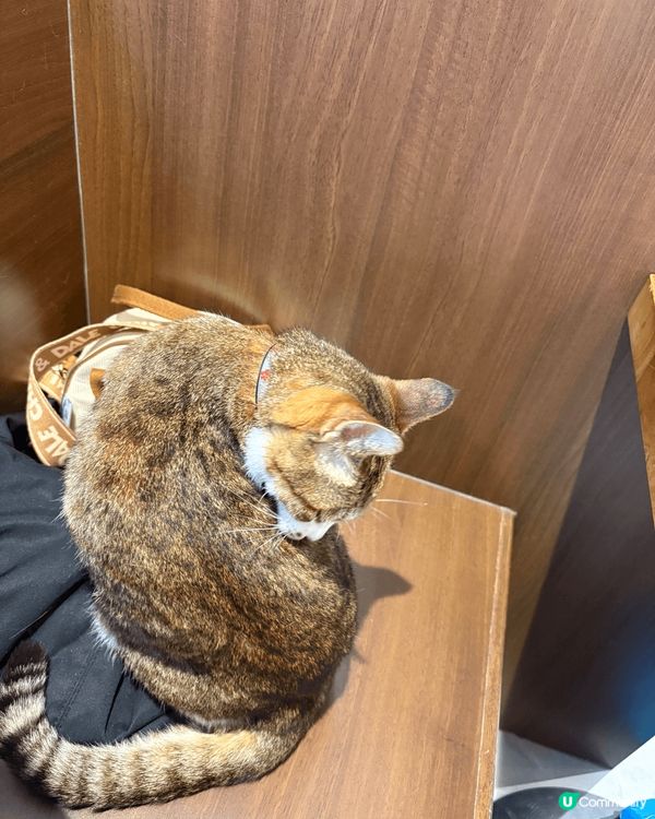 **放鬆心情**：貓咪通常性格溫和，與牠們互動可以帶來放鬆和...