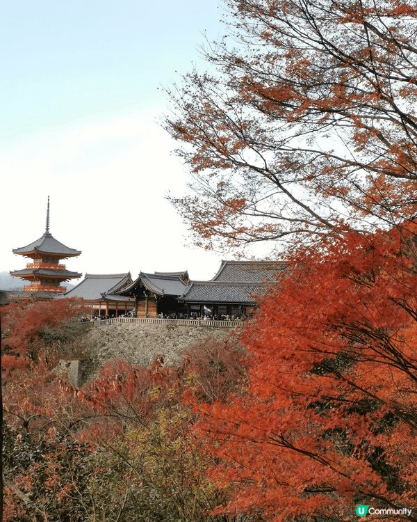 京都清水寺座落於音羽山之上，秋季正值紅葉季，與周圍茂密的紅葉...