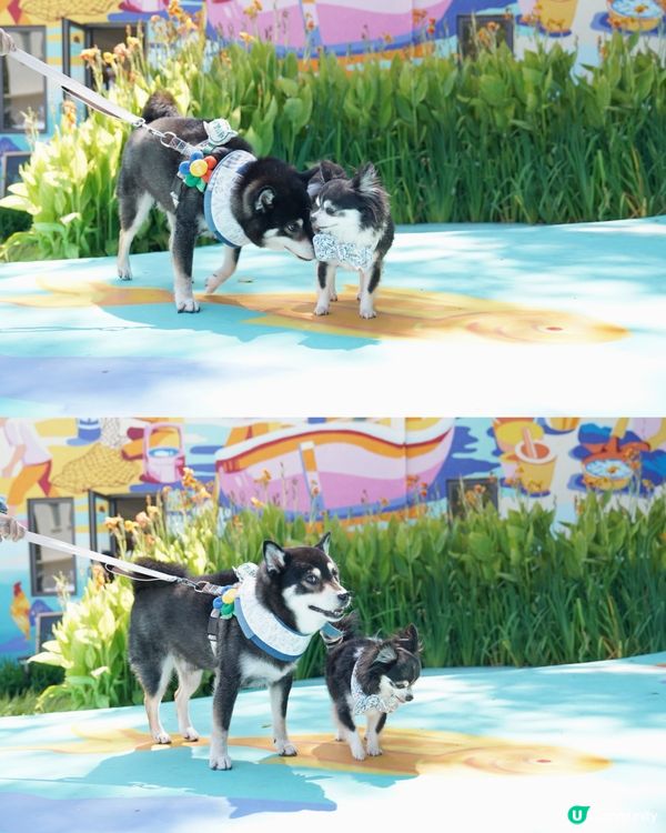 馬灣1868真係好靚,牆身滿滿嘅壁畫,彩色小屋,呢度可以飽覽...