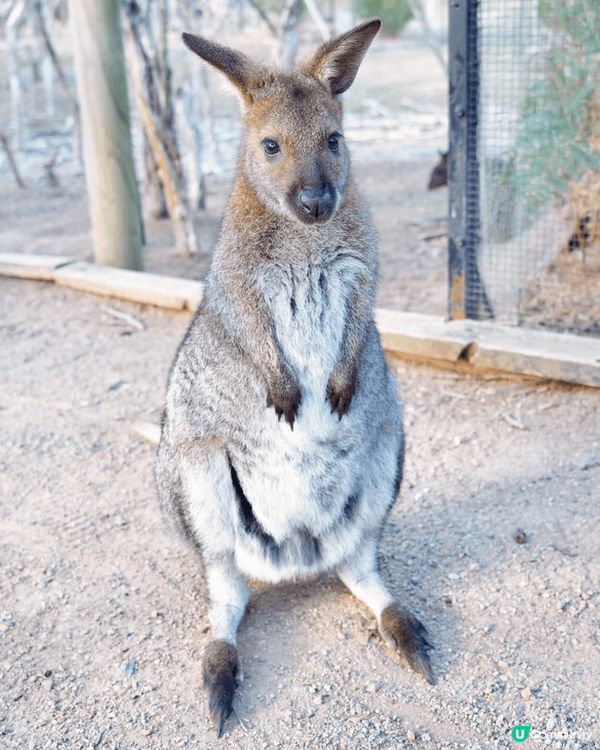 好想同U Lifestyle朋友分享我嘅澳洲之旅🇦🇺！當大家...