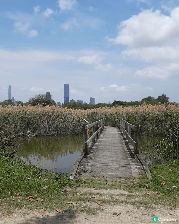 米埔自然護理區是香港著名「雀鳥天堂」，擁有紅樹林、泥灘等豐富...