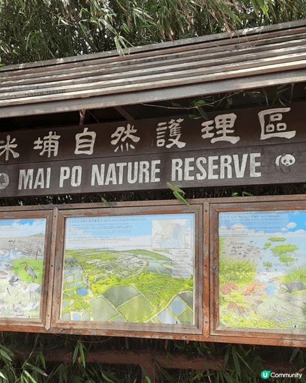 米埔自然護理區是香港著名「雀鳥天堂」，擁有紅樹林、泥灘等豐富...