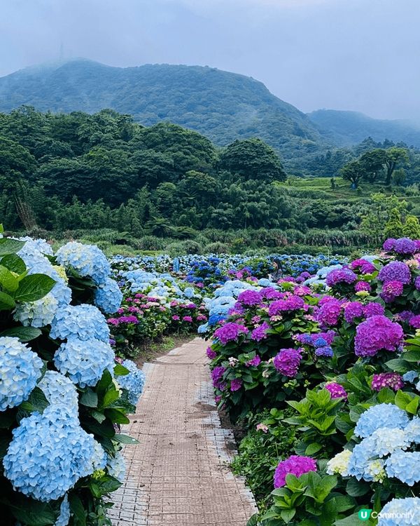台北 現已繡球花季，朵朵都開到好靚而且顏色有藍紫白等色。睇完...