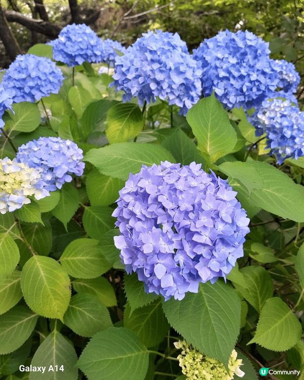 5月份的名古屋之旅，正是紫陽花的時候，五顔六色的紫陽花非常漂...