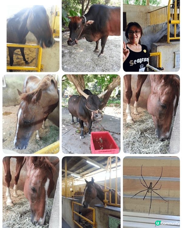 海洋公園一天遊，郊野公園一天遊， #踏入KOOZA奇幻之旅