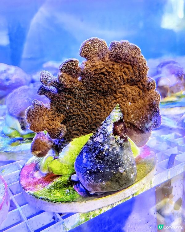 泰國Feel? 香港珊瑚群😍！