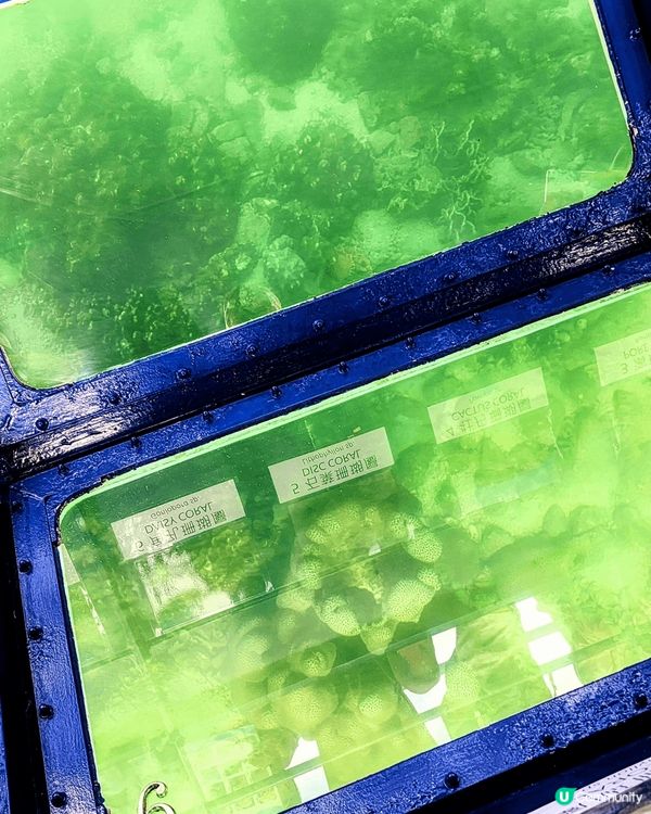 泰國Feel? 香港珊瑚群😍！