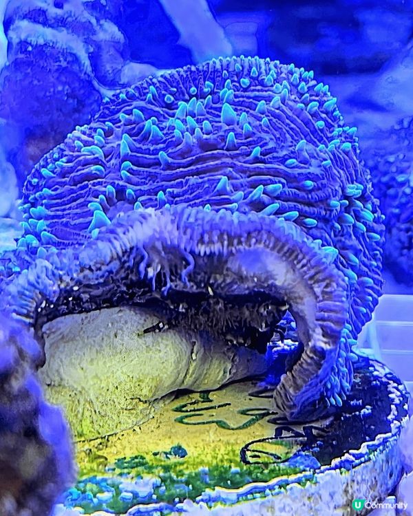 泰國Feel? 香港珊瑚群😍！