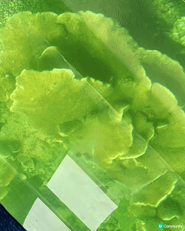 泰國Feel? 香港珊瑚群😍！