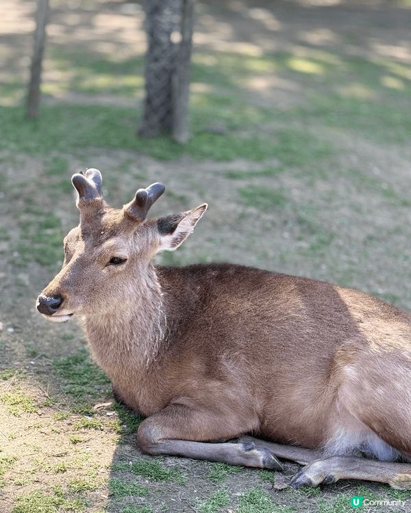 去大阪旅遊一定要抽一日去奈良遊玩同鹿仔打卡😍 奈良公園有好多...