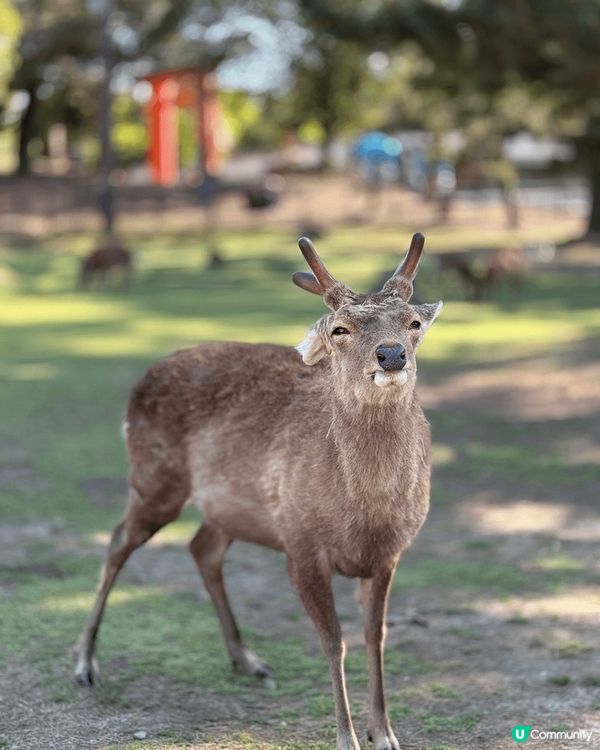 去大阪旅遊一定要抽一日去奈良遊玩同鹿仔打卡😍 奈良公園有好多...
