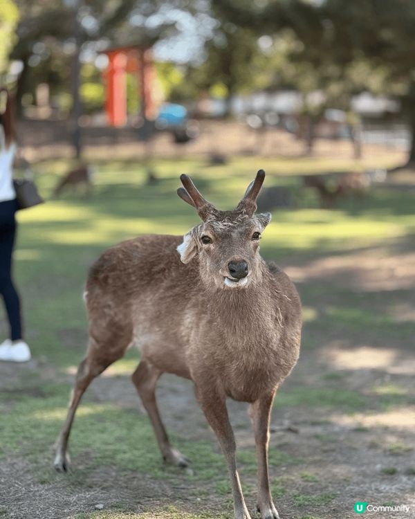 去大阪旅遊一定要抽一日去奈良遊玩同鹿仔打卡😍 奈良公園有好多...
