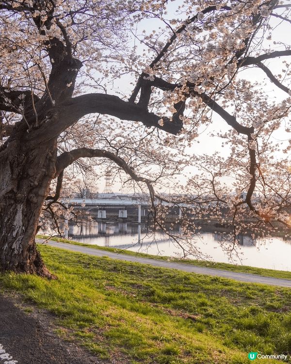 今年的櫻花季選了傳說中的東北絕景！