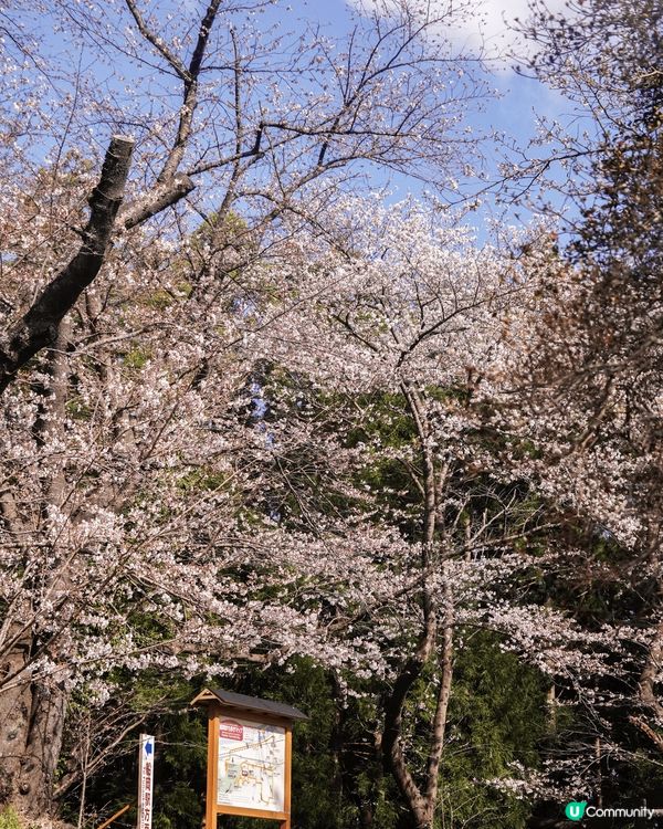 今年的櫻花季選了傳說中的東北絕景！