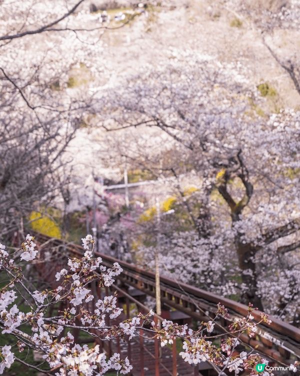 今年的櫻花季選了傳說中的東北絕景！