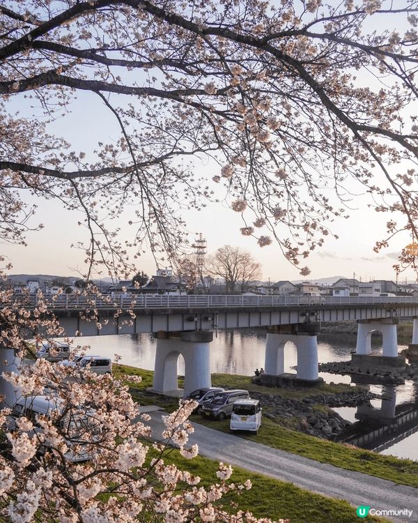 今年的櫻花季選了傳說中的東北絕景！