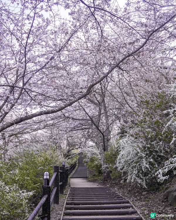 今年的櫻花季選了傳說中的東北絕景！