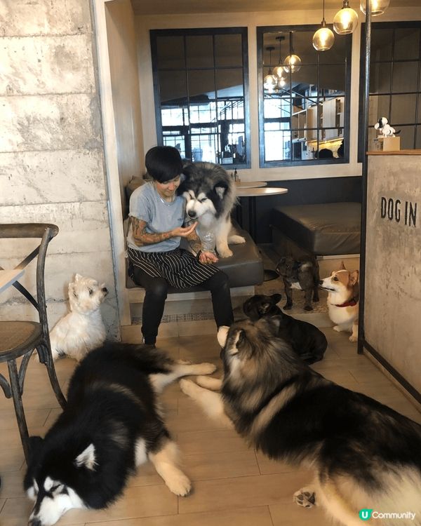 曼谷狗cafe❤️❤️❤️
