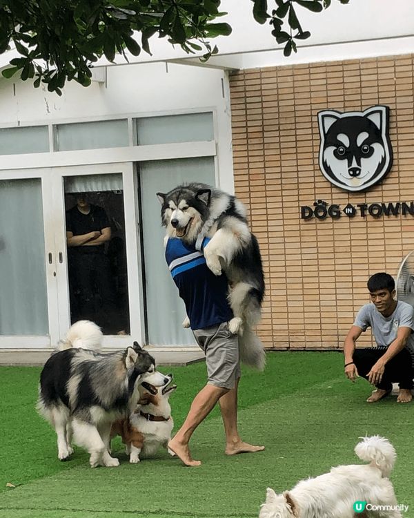 曼谷狗cafe❤️❤️❤️