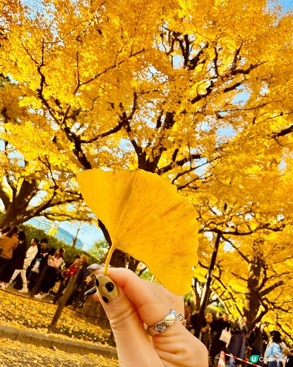 日本真係一個點影都靚嘅地方🩵