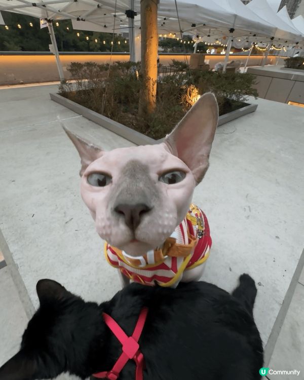 尋找生活一點甜