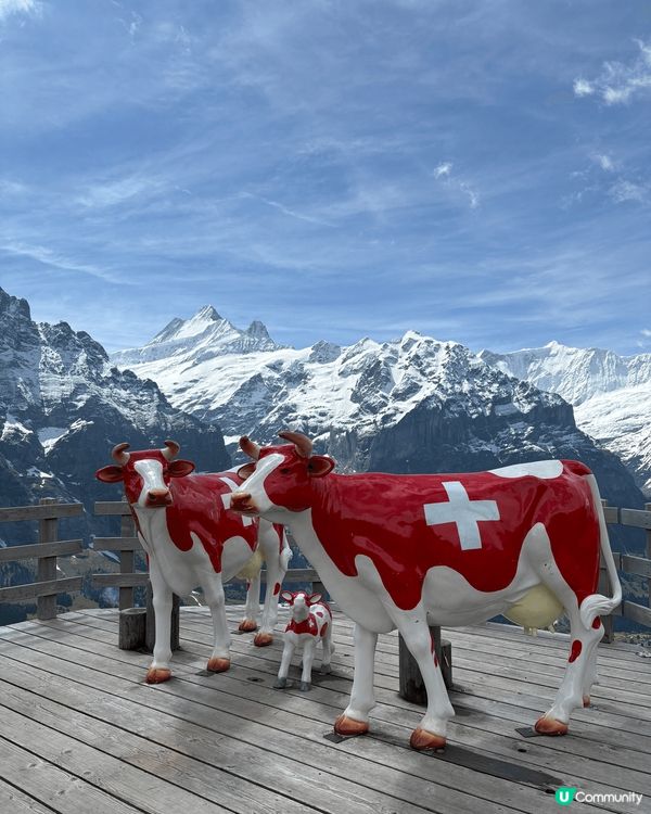 瑞士之旅，令人讚嘆不絕，風景如畫，空氣清新，唯一美中不足就是...