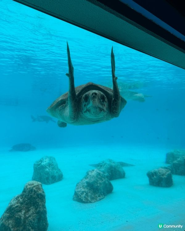 幾個家庭組合遊沖繩，去了風景超靚的萬座毛、遊覽水族館，自駕遊...