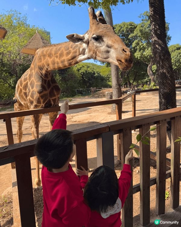 深圳動物園，有不同種類的動物，小朋友亦可以近距離與動物接觸，...